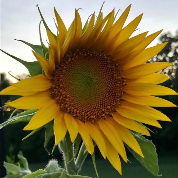 Meet your Posher, Stephanie - Picture 1 of 1